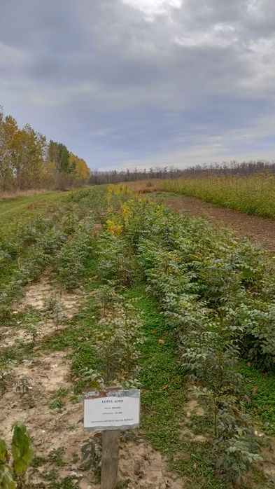 Puieți salcâm frasin fag carpen ulm plop mesteacăn brad molid Tei arin