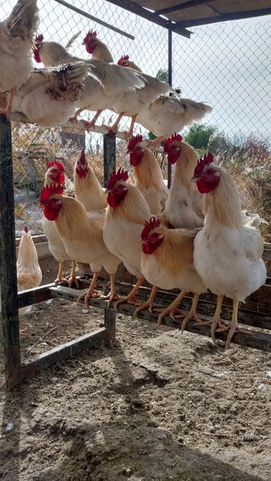 Домашняя птица..