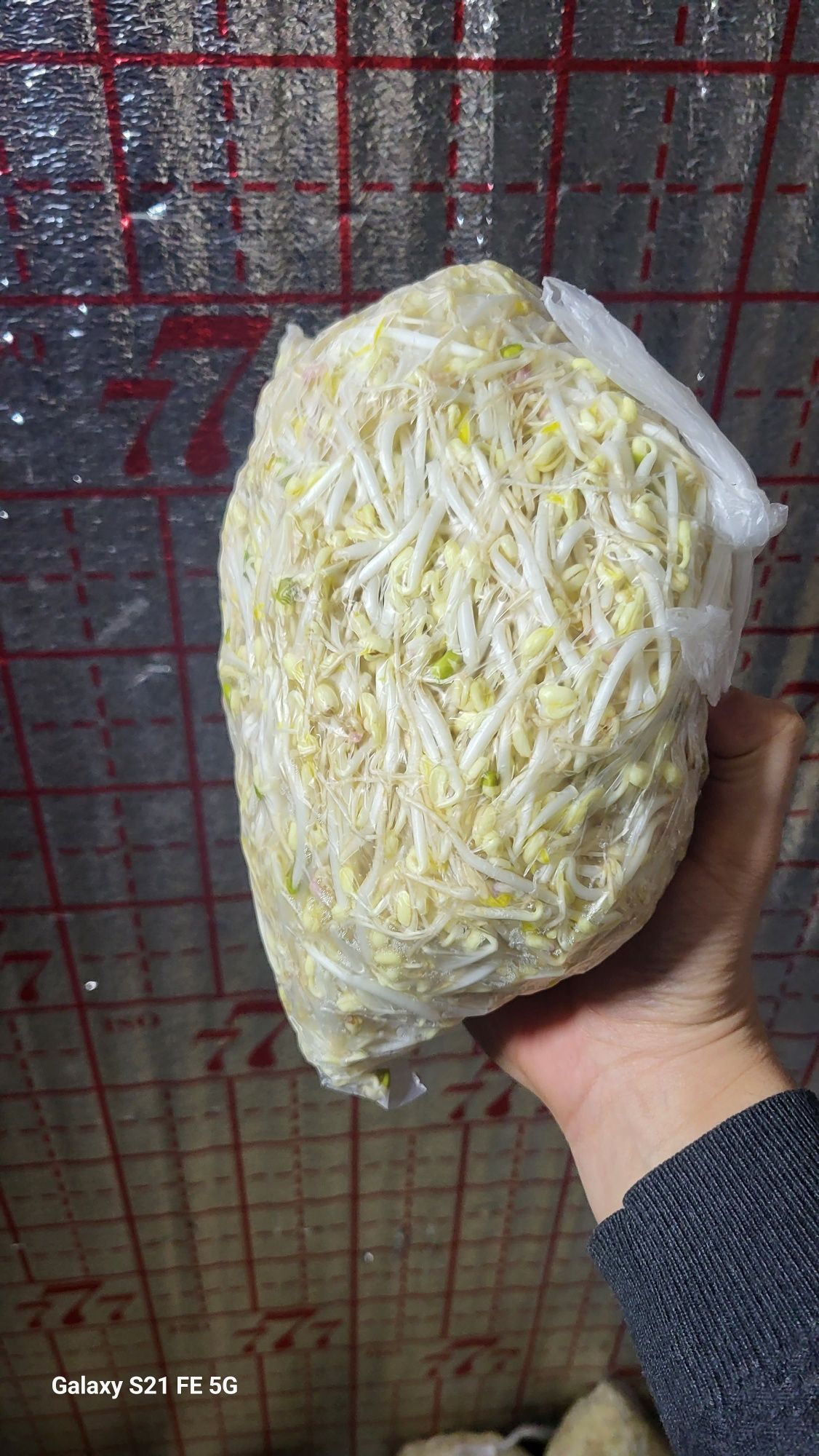 Маш пророщенный свежий