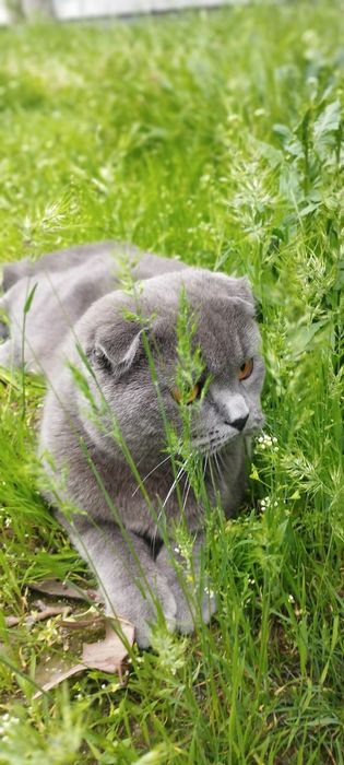 Viyaskaga privazno mushug irlandiya