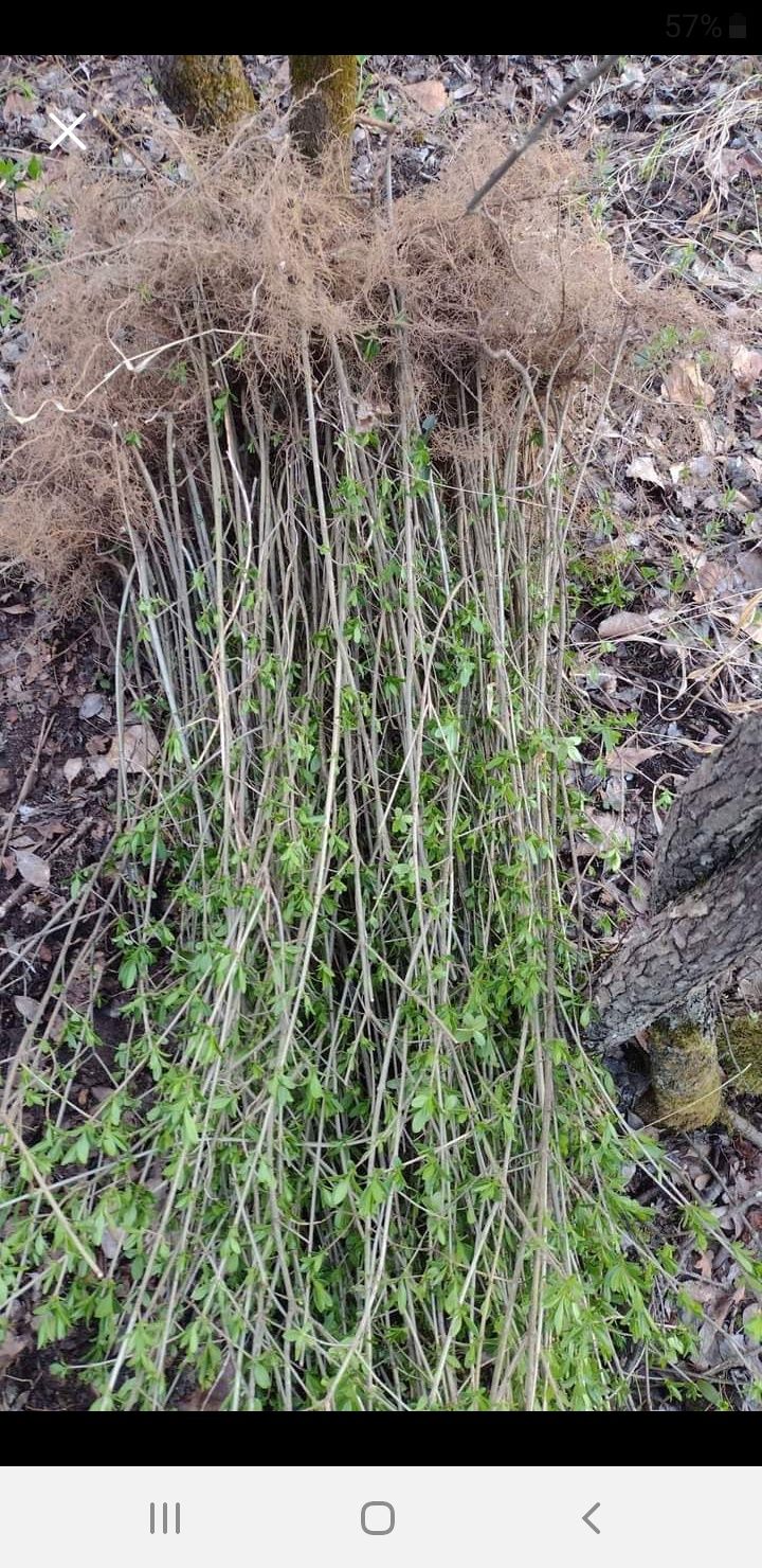 Ligustrumus lemn cainesc pentru gard viu verde vejnic