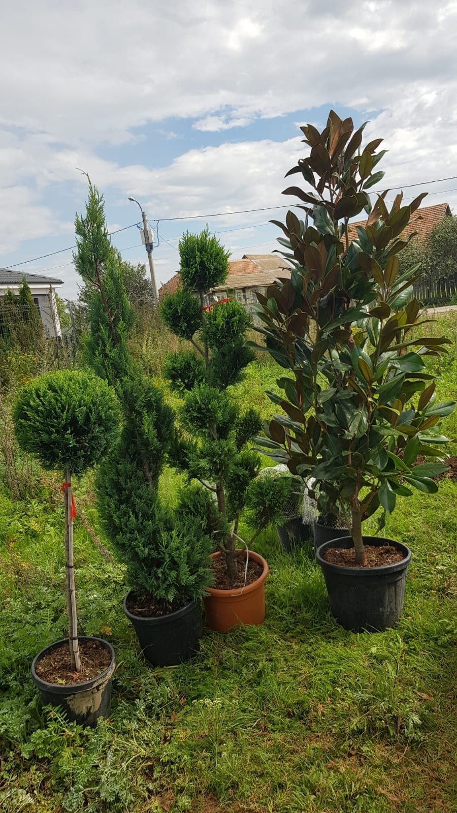 Plante ornamentale de producător