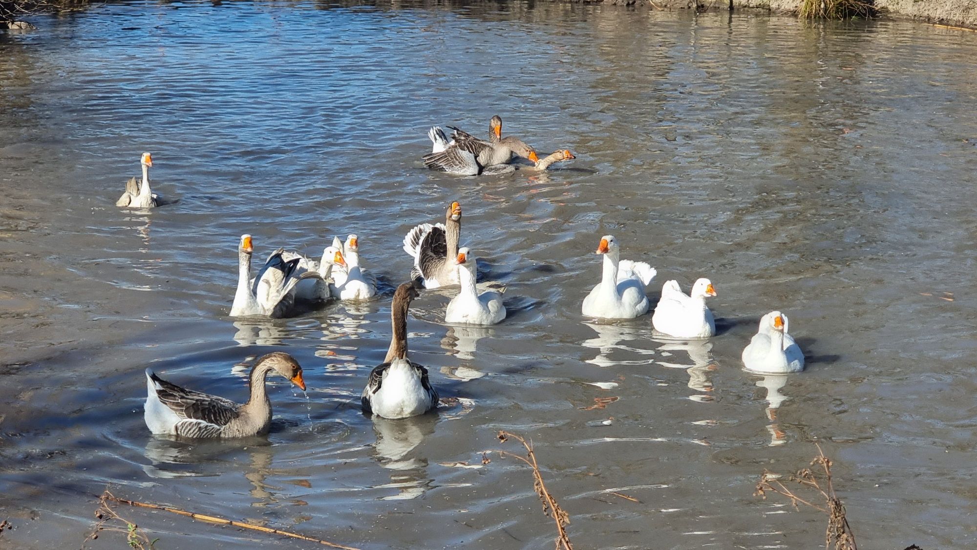 Vând sau schimb Gâște