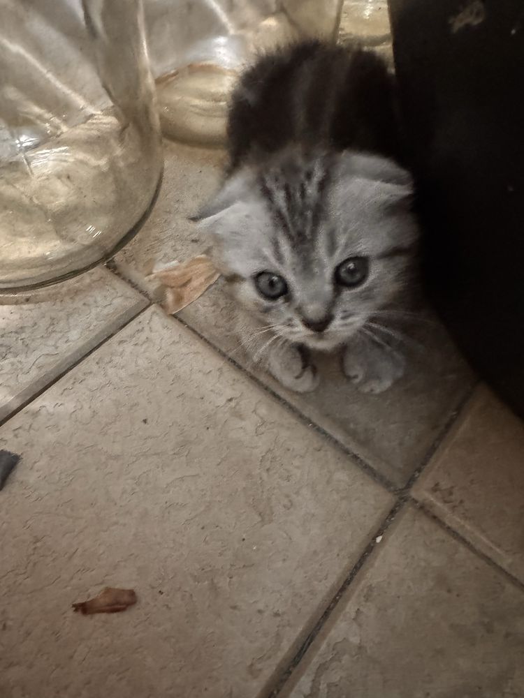 Ona bola zottor mushu