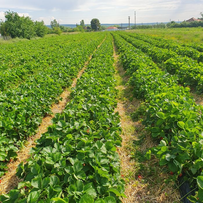 Vand stoloni de căpșuni