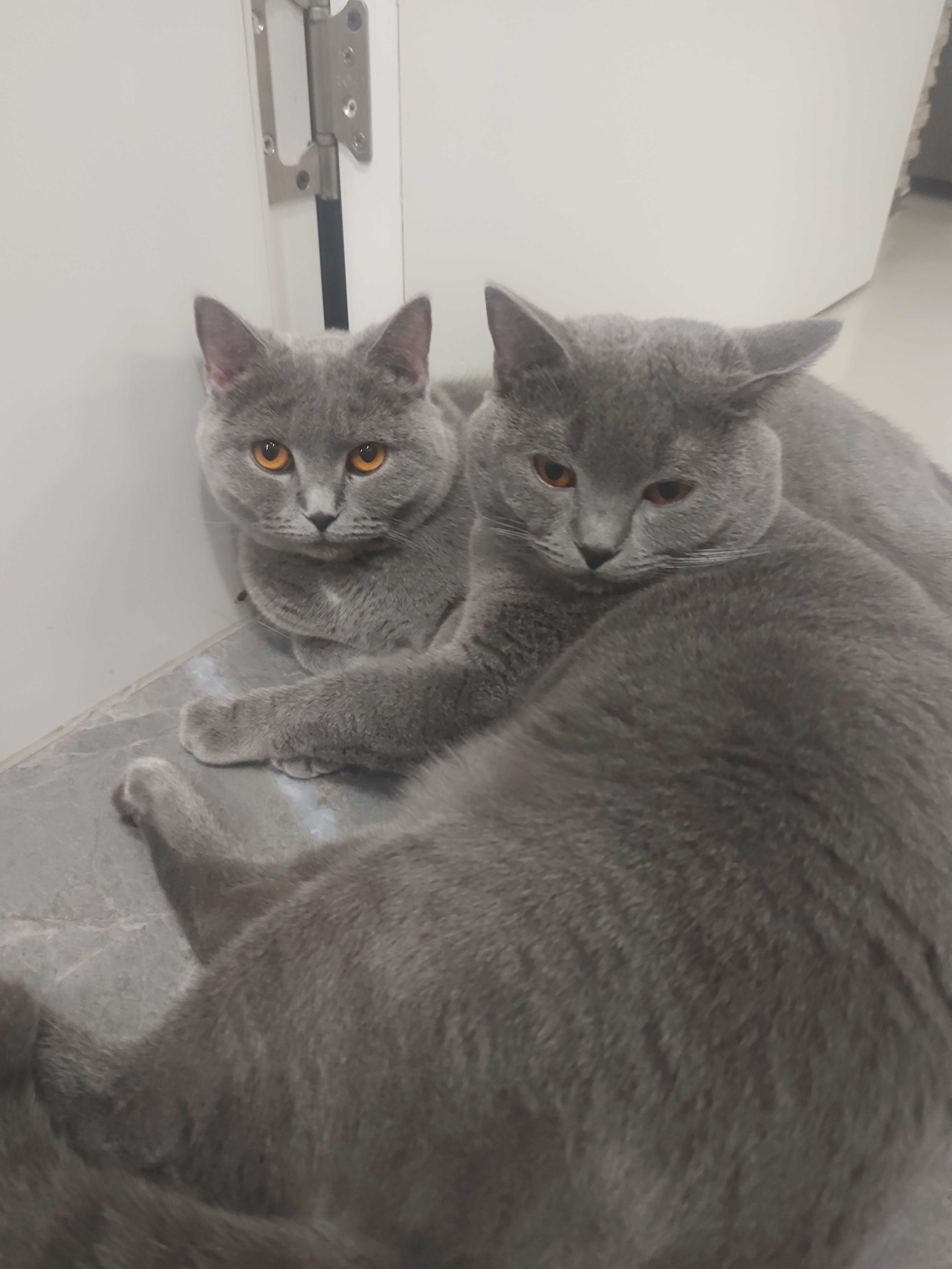 Британски котенца