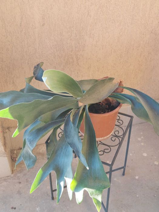 Feriga coarnele cerbului Platycerium