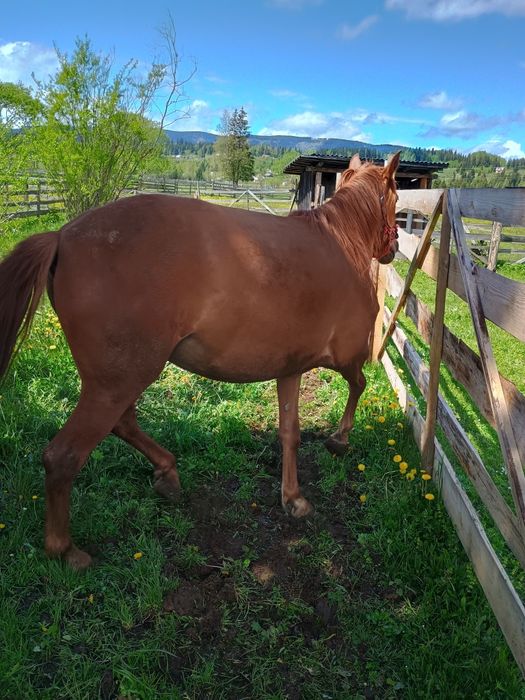 Mânză de vânzare de trei ani