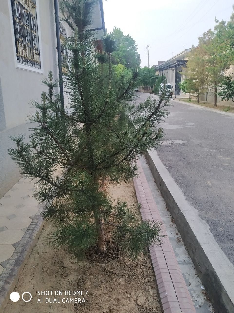 Арча сотилади. Срочно