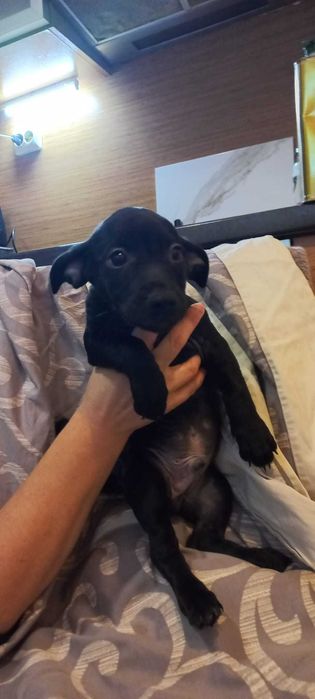 Подарък малки кученца