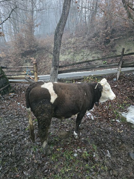 Vand junincă gestantă