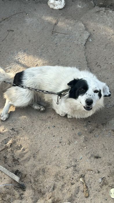 Собака ищет дом срочно