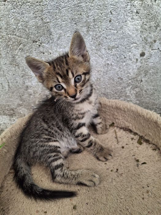 Pui de pisică pentru adopție