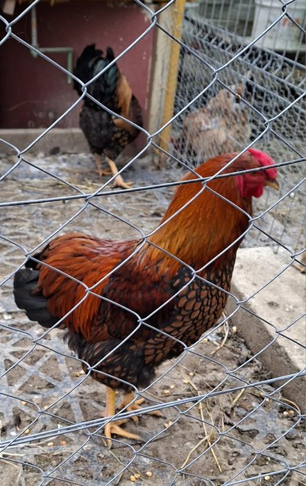 Vând cocos și puicute 2025 Wiandotte  argintiu - Gsg și Australorp