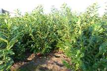 Prunus laurocerasus rotundifolia 100 - 125 cm