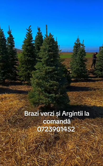 Brazi argintii si verzi