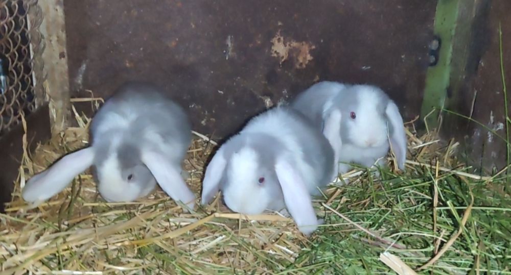 Fransuzkiy makfi quyon bolalari sotuvda