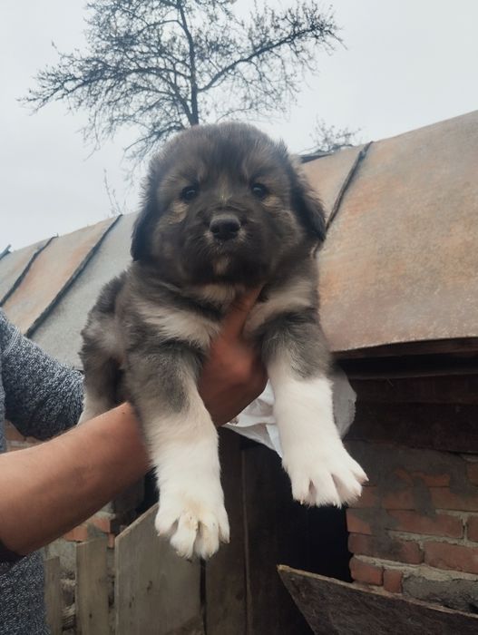 Mascul caucazian disponibil cu pedigree tip A