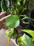 Monstera Aurea вкоренен резник