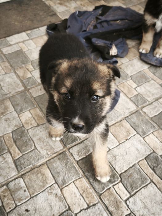 Donez căței  unu sau amândoi .