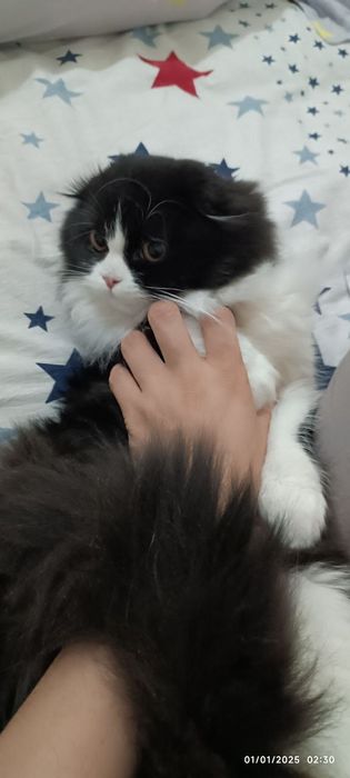 Скоттиш-фолд пушистый красавец