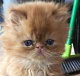 Котенок породисты