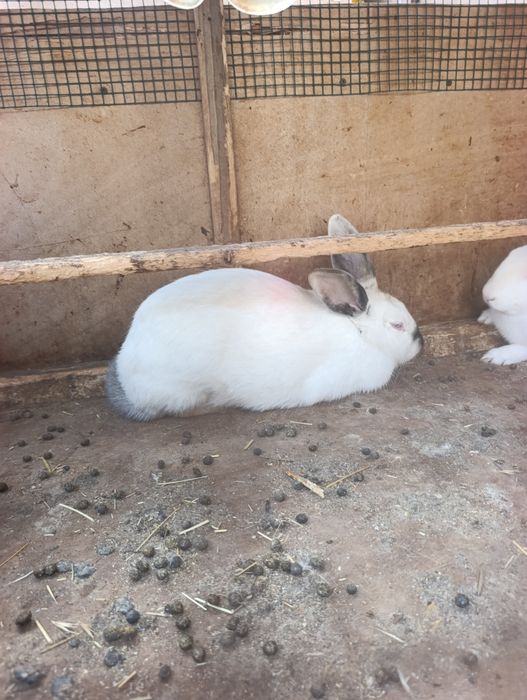 Böğoz quyonla 8 oyli boliwti. 2 ta