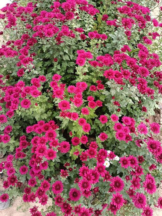 Arzon narxlarda gullar 2500 dan 10000 so'm  gacha