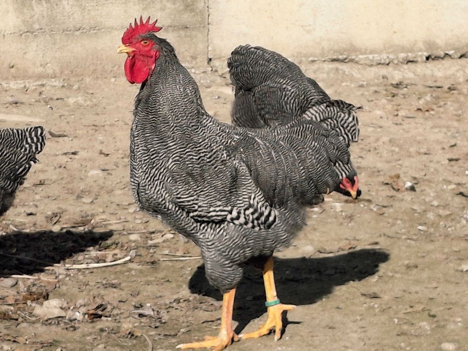 Pasari rasa Plymouth rock barat