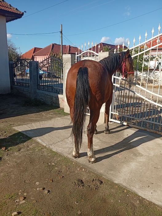 Vand cârlană  cuminte și fara narav