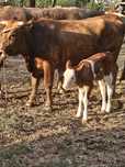 Vând vaca la a doua fătare cu vițel
