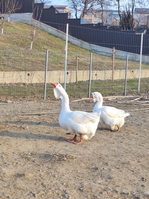 Gâște holmogor originale