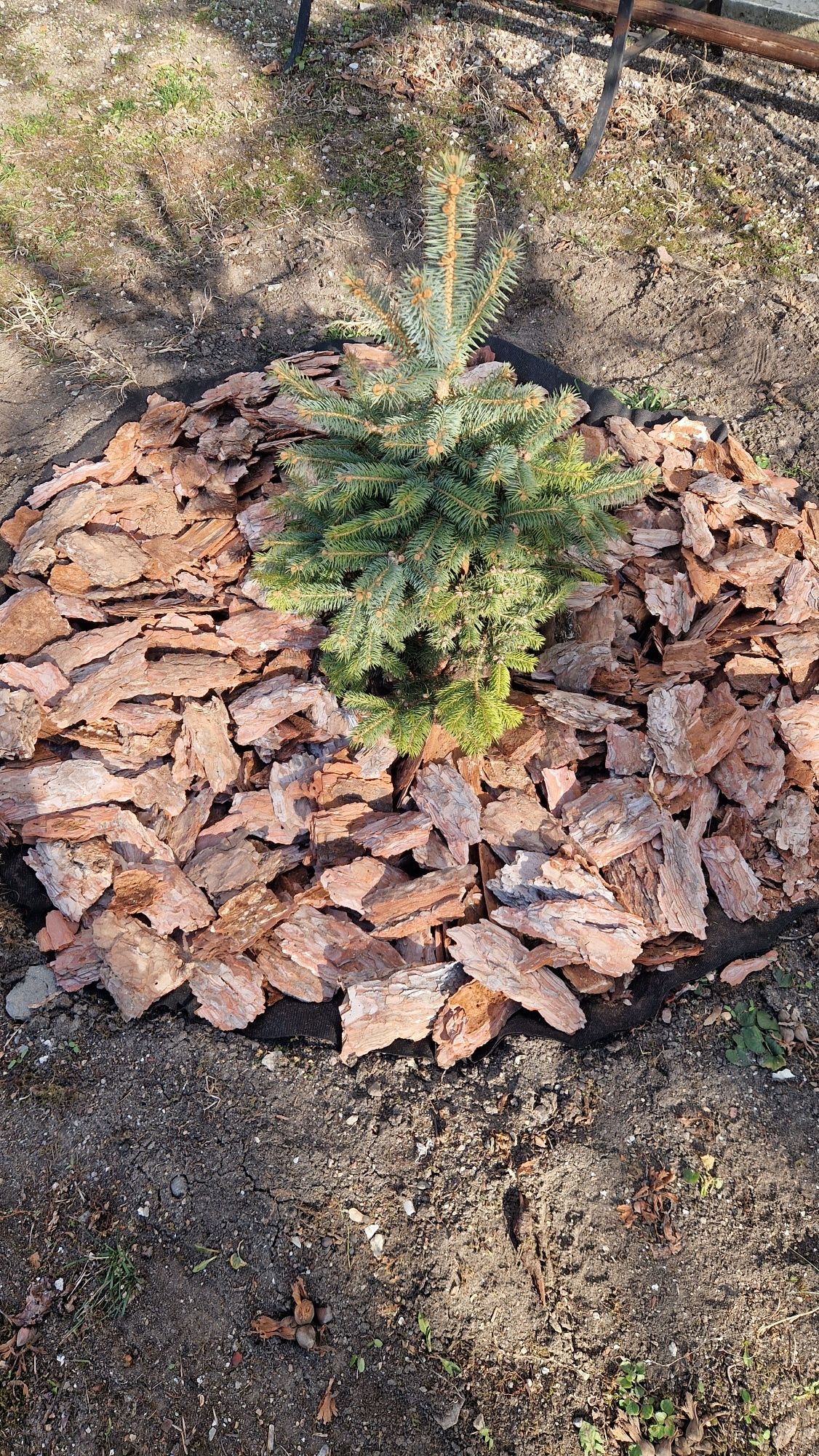Mулч дебели големи борови кори