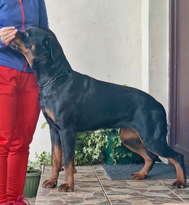 Femelă Rottweiler cu pedigree