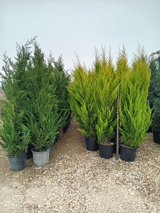 Tuia leilandi chiparosi arizonica