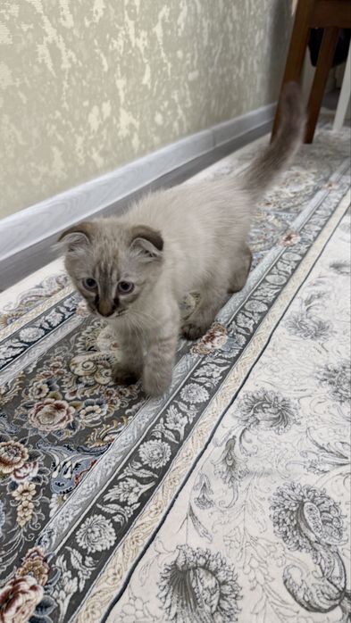 Продам кошку Сиамский+Вислоухая