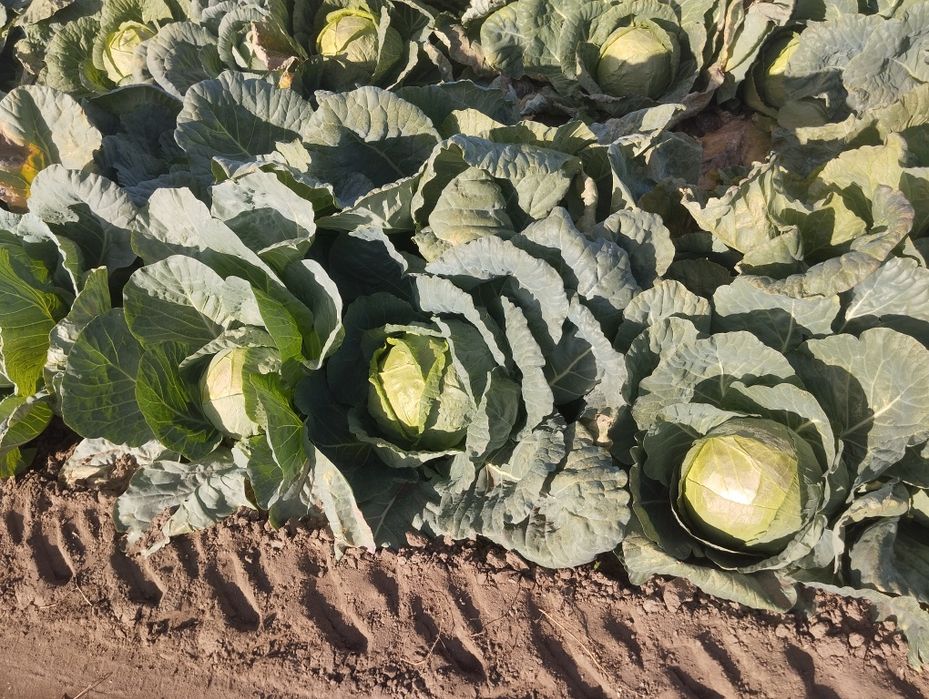 Продавам-Зеле Ергенско