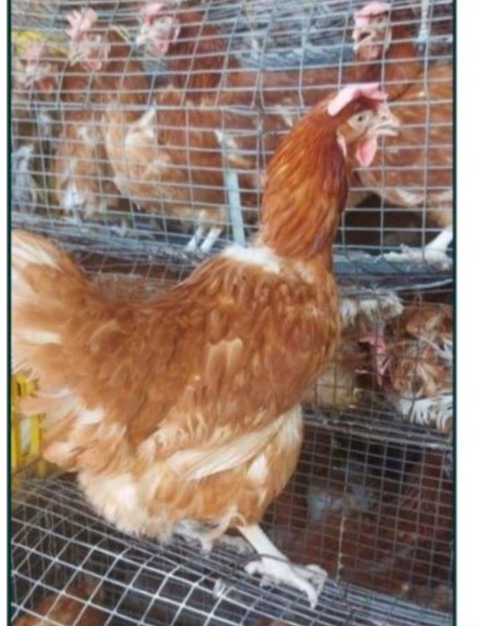 Продам курей ломан Браун