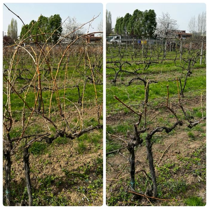 Servicii tăieri pomi, viță de vie, arbuști și arbori ornamentali