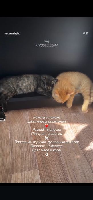 Продам котят крысоловов