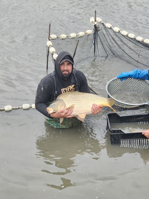 Crap viu 10 -20 kg plus. Pretul negociabil, 100% romanesc.