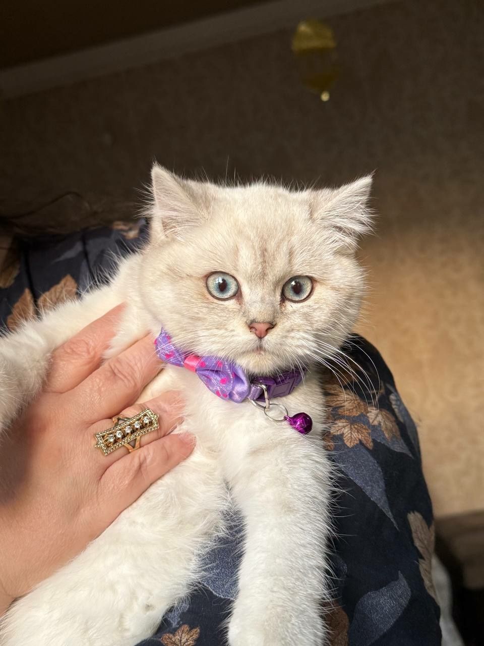 British Shorthair Chinchilla