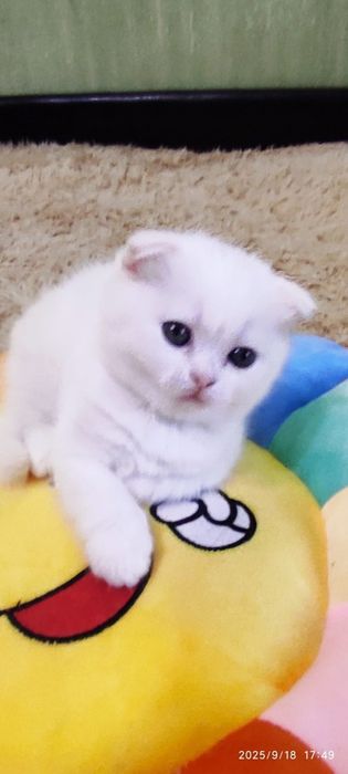 Scottish fold  albi femela și mascul.