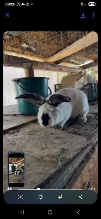 Vand 2 masculi urias de transilvania