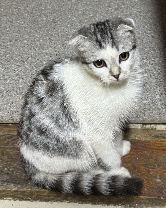 Вислоухий кот мальчик