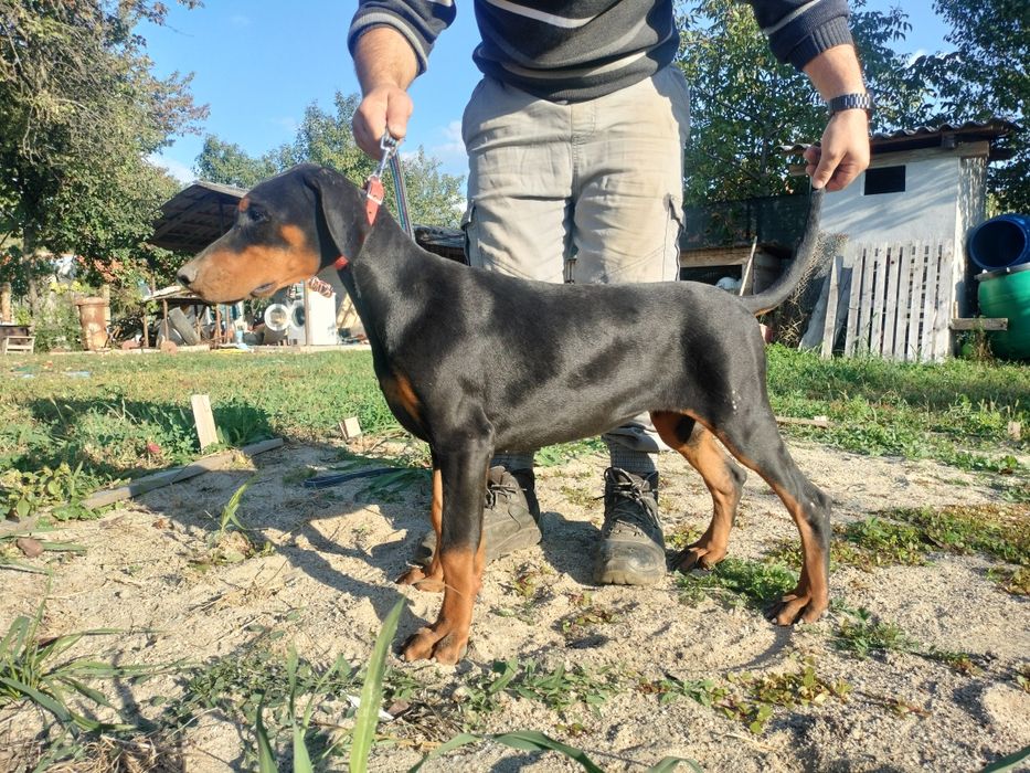 Vând femelă doberman neagra cu pedigree