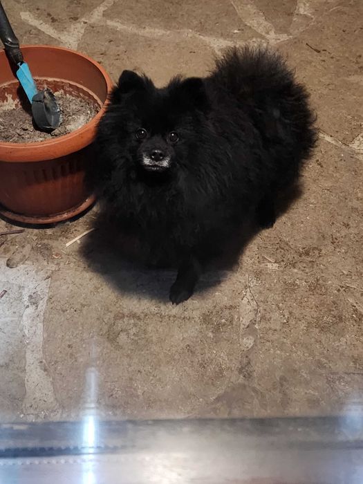 Уникален черен померан черна перла