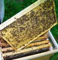 Продаются пчепакеты , пчело-семьи , улики с пчелой