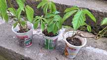 Продавам растения Дива лоза (Parthenocissus quinquefolia)