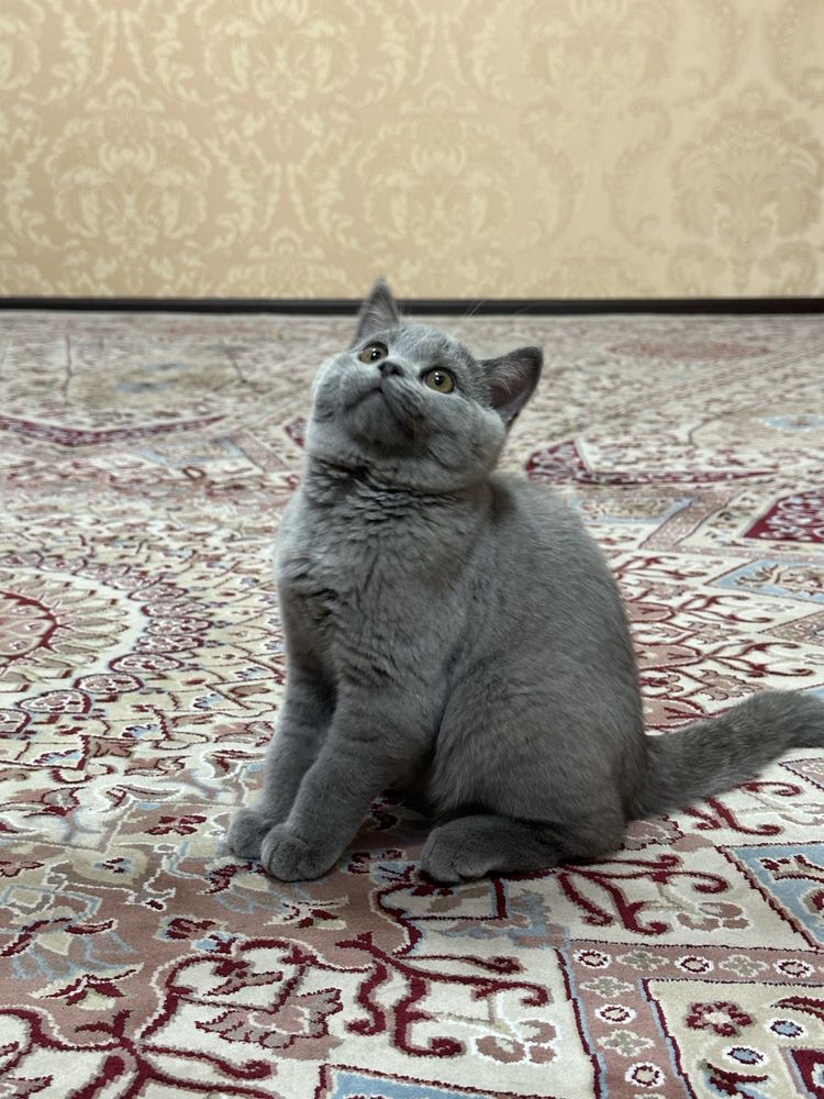Продам котят , цена договорная
